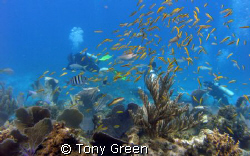 Diving on  coral gardens twatching my dive buddy check hi... by Tony Green 